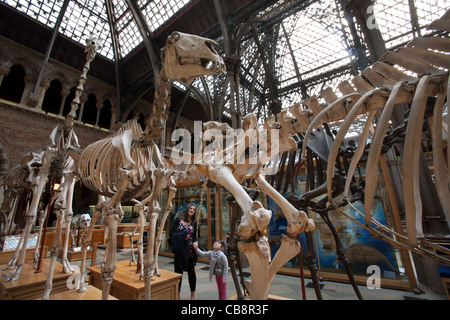 Oxford University Museum of Natural History, Oxford, UK Stockfoto