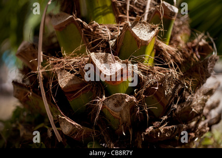 Palm-Stamm-Nahaufnahme Stockfoto