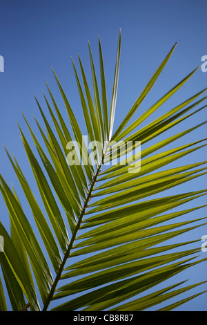 Palm Leaf Stockfoto