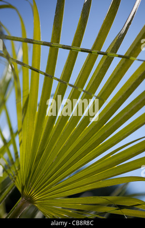 Palm Leaf Stockfoto