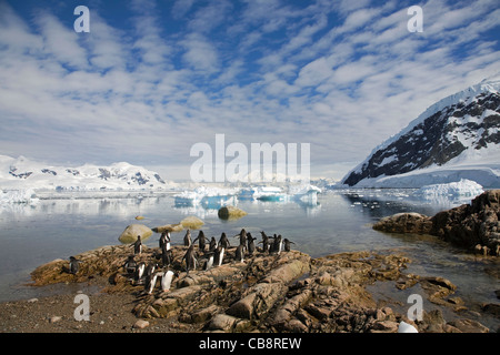 Gentoo Penguins (Pygoscelis Papua) am Pinguin-Kolonie und Eisberge im antarktischen Meer in Neko Harbour, Andvord Bay, Antarktis Stockfoto