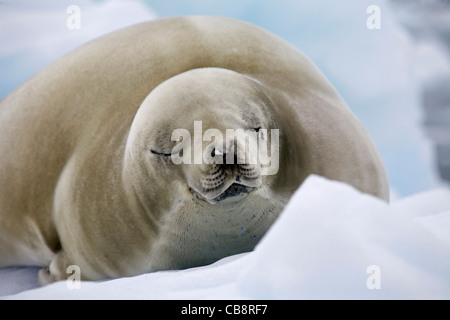 Siegel der Krabbenfresserrobbe (Lobodon Carcinophagus) ruht auf Eisberg im Paradise Bay, Antarktis Stockfoto