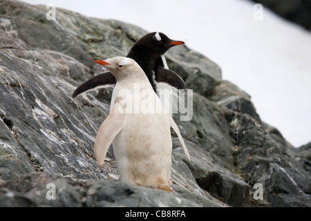 Leucistic Gentoo Penguin (Pygoscelis Papua) bei Almirante Brown, Antarktis Stockfoto