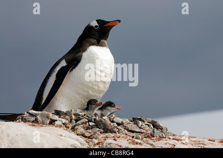 Gentoo Penguin (Pygoscelis Papua) mit Küken im Nest in Rookery in Kolonie auf Petermann Island, Antarktis Stockfoto