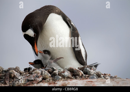 Gentoo Penguin (Pygoscelis Papua) mit Küken im Nest in Rookery in Kolonie auf Petermann Island, Antarktis Stockfoto