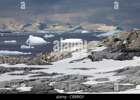 Eisberge am Meer und Gentoo Penguins (Pygoscelis Papua) auf Petermann Island, Antarktis Stockfoto