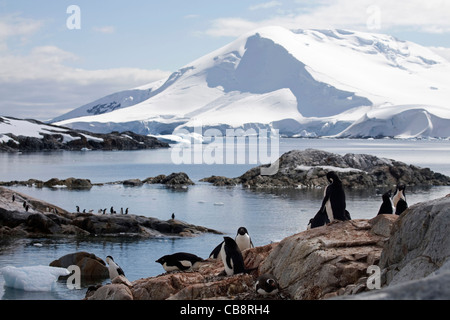 Adelie Penguin (Pygoscelis Adeliae) Kolonie auf Petermann Island, Antarktis Stockfoto