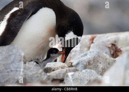 Gentoo Penguin (Pygoscelis Papua) mit Küken im Nest in Rookery auf Petermann Island, Antarktis Stockfoto