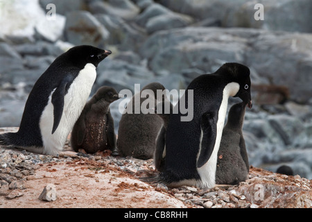 Adelie-Pinguine (Pygoscelis Adeliae) mit Küken im Nest in Rookery in Kolonie, Petermann Island, Antarktis Stockfoto