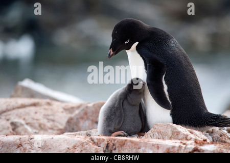 Adelie Penguin (Pygoscelis Adeliae) mit Küken im Nest in Rookery in Kolonie, Petermann Island, Antarktis Stockfoto