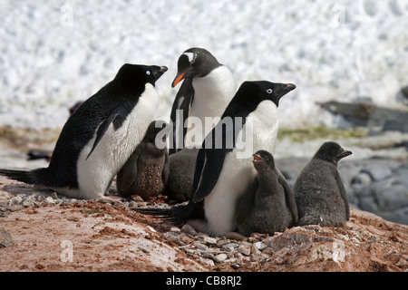 Gentoo Penguin (Pygoscelis Papua) eindringen Adelie-Pinguine (Pygoscelis Adeliae) Kolonie mit Küken im Nest, Antarktis Stockfoto