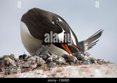 Gentoo Penguin (Pygoscelis Papua) mit Küken Neuanordnen von Steinen um Nest in Rookery auf Petermann Island, Antarktis Stockfoto