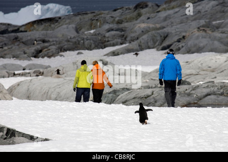 Öko-Tourismus mit Touristen zu Fuß unter den Pinguinen auf Petermann Island, Antarktis Stockfoto