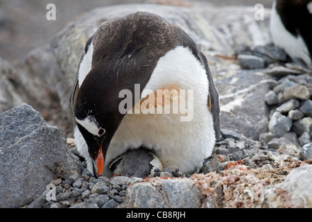 Gentoo Penguin (Pygoscelis Papua) und Küken schlüpft aus Ei im Nest an der Rookery, Wiencke-Insel, Palmer-Archipel, Antarktis Stockfoto