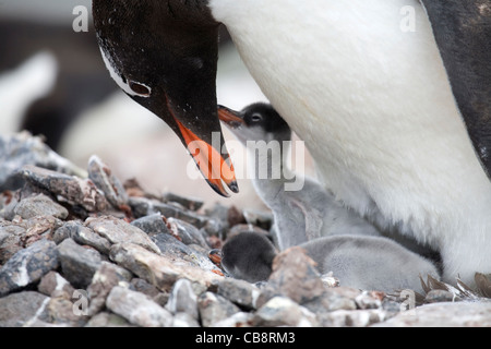 Gentoo Penguin (Pygoscelis Papua) mit Küken im Nest in Rookery in Port Lockroy, Antarktis Stockfoto