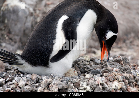 Gentoo Penguin (Pygoscelis Papua) mit Küken schlüpft aus Ei im Nest an der Rookery, Wiencke-Insel, Palmer-Archipel, Antarktis Stockfoto