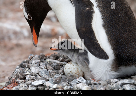 Gentoo Penguin (Pygoscelis Papua) mit Küken und Ei im Nest in Rookery in Port Lockroy, Antarktis Stockfoto