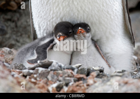 Gentoo Penguin (Pygoscelis Papua) mit zwei Küken im Nest in Rookery in Port Lockroy, Antarktis Stockfoto