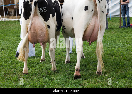 Friesische Milchkühe auf landwirtschaftliche Messe, Nottinghamshire, UK Stockfoto