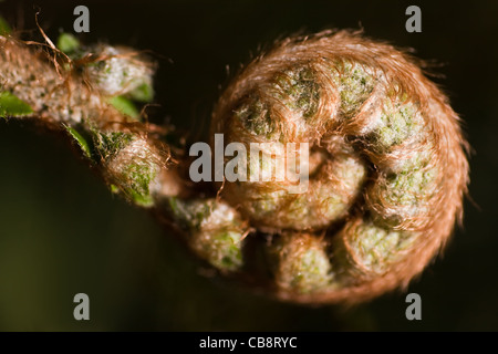 Frühlingssonne auf neue Farn Blatt wächst im april Stockfoto