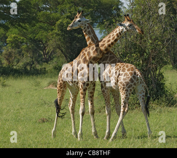 zwei Rothschild-Giraffen Kämpfe in Uganda (Afrika) Stockfoto