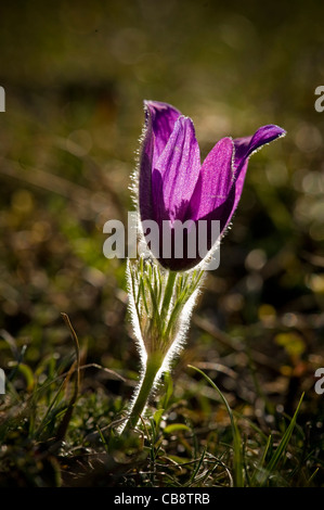 Eine einzelne Pasque Blume auf Barton Hills National Nature Reserve typischen weissen Grünland Bedfordshire UK. Stockfoto