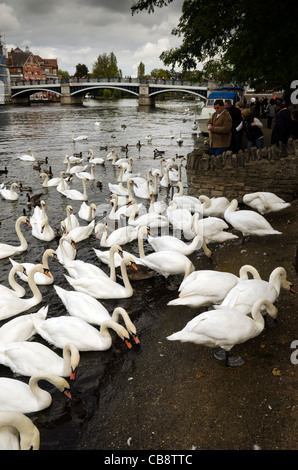 Herde von Höckerschwäne am Ufer des Flusses Themse Windsor Berkshire UK Stockfoto