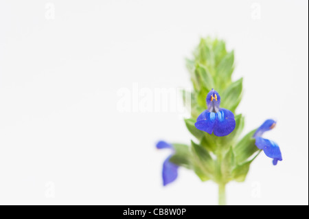 Salvia Hispanica. Chia-Blumen auf weißem Hintergrund Stockfoto