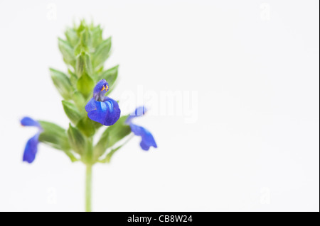 Salvia Hispanica. Chia-Blumen auf weißem Hintergrund Stockfoto