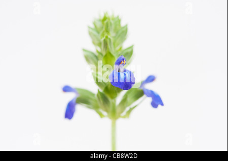 Salvia Hispanica. Chia-Blumen auf weißem Hintergrund Stockfoto