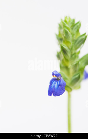 Salvia Hispanica. Chia-Blumen auf weißem Hintergrund Stockfoto