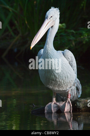 Rosa unterstützt Pelikan (Pelecanus saniert) Stockfoto