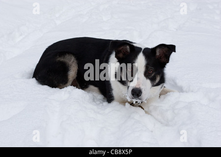 Border-Collie Verlegung im Schnee Stockfoto