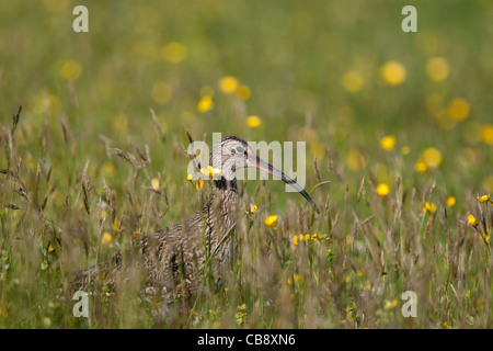 Curlew, Numenius Arquata, Brachvogel, Bressay, Shetland, Altvogel Stockfoto