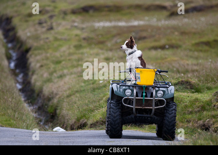 Schäferhund, Border Collie, Foula, arbeiten Sheltie warten Stockfoto