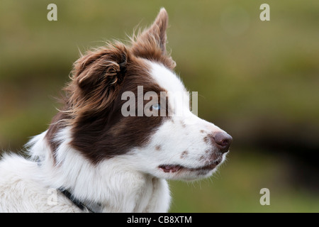 Schäferhund, Border Collie, Shetland, Foula, Working Sheepdogs Stockfoto