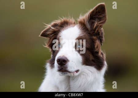 Schäferhund, Border Collie, Shetland, Foula, Working Sheepdogs Stockfoto