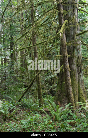 Dichten Wald mit Moos und Farnen auf Victoria Island, British Columbia. Stockfoto