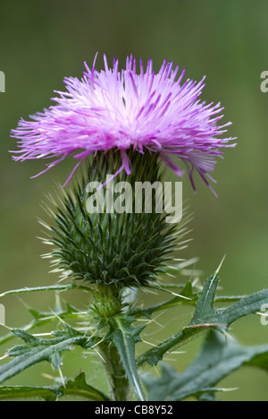 lila, einzelne stachelige Distel auf grünem Hintergrund Stockfoto