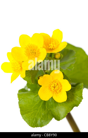 Marsh Marigold Caltha Palustris wilde Blume auf weißem Hintergrund Stockfoto