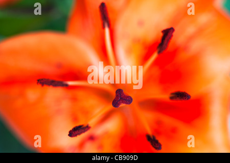 Orange Tiger Lily mit Pollen bedeckt Staubbeutel Stockfoto