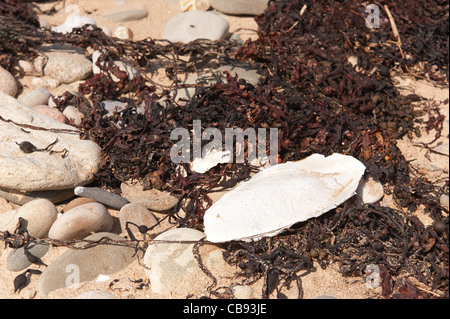 Tintenfische Knochen Cuttle Knochen Buche unter Blase Wrack angespült Stockfoto