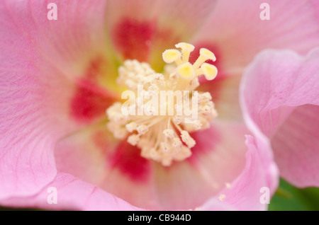 Detail einer schöne rosa Hibiskus Blume, Stockfoto