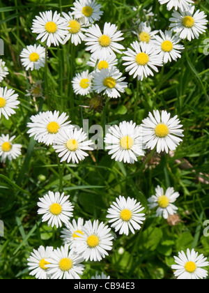 Ein Feld von Daisy Flowers im hohen Winkel, Hintergrund Stockfoto