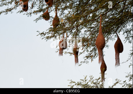 Ploceus Philippinus. Baya Weaver Vogelnester in ein Tamarindenbaum in der indischen Countyrside. Stockfoto
