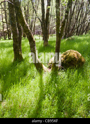 Ariundle Oakwood National Nature Reserve Stockfoto