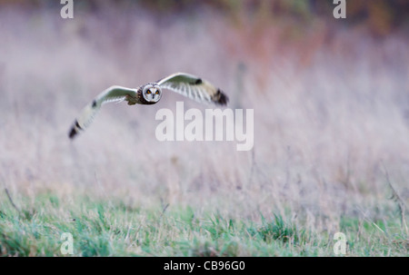 Wilde Short Eared Owl-Jagd über grobe Grasland in Leicestershire Stockfoto