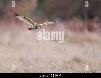 Wilde Short Eared Owl-Jagd über grobe Grasland in Leicestershire Stockfoto