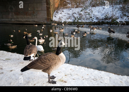Enten und andere Tiere auf dem Bridgewater Kanal in Manchester, England, im winter Stockfoto