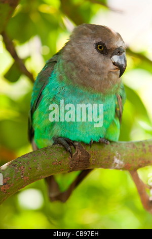 Braunkopfpapagei (Poicephalus Cryptoxanthus) Stockfoto